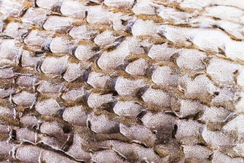 salmon leather dried in the sun