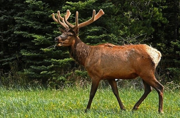 elk 